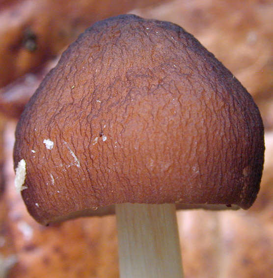 Image of Pluteus griseoluridus P. D. Orton 1984