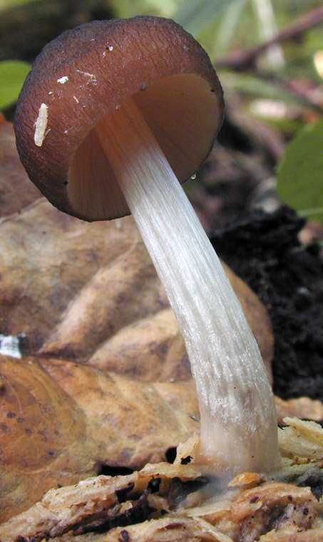 Image of Pluteus griseoluridus P. D. Orton 1984