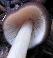 Слика од Pluteus griseoluridus P. D. Orton 1984