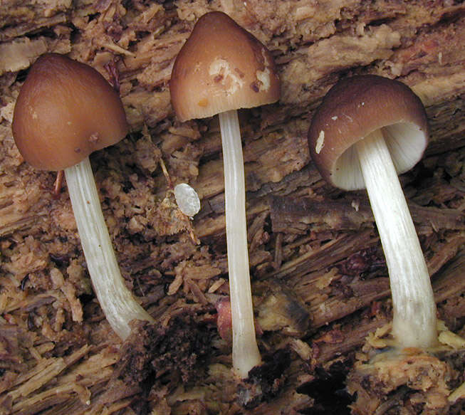 Image of Pluteus griseoluridus P. D. Orton 1984