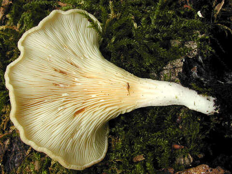 Image of Hohenbuehelia auriscalpium (Maire) Singer 1951