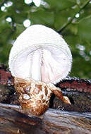 Image of Volvariella bombycina (Schaeff.) Singer 1951