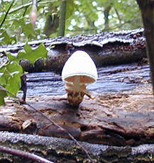 Image of Volvariella bombycina (Schaeff.) Singer 1951