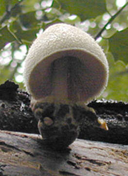 Image of Volvariella bombycina (Schaeff.) Singer 1951