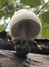 Image of Volvariella bombycina (Schaeff.) Singer 1951