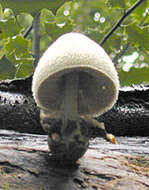 Image of Volvariella bombycina (Schaeff.) Singer 1951