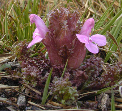 Image of Pedicularis sylvatica subsp. sylvatica