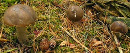 Image de Leccinum cyaneobasileucum Lannoy & Estadès 1991