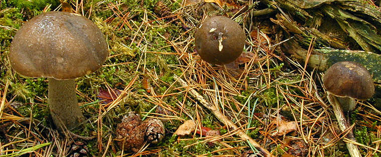 Imagem de Leccinum cyaneobasileucum Lannoy & Estadès 1991