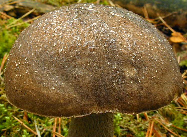 Image of Leccinum cyaneobasileucum Lannoy & Estadès 1991