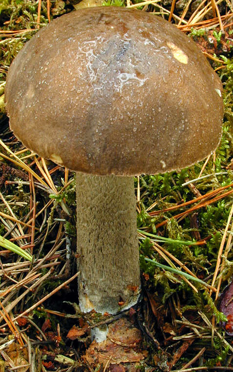 Image de Leccinum cyaneobasileucum Lannoy & Estadès 1991