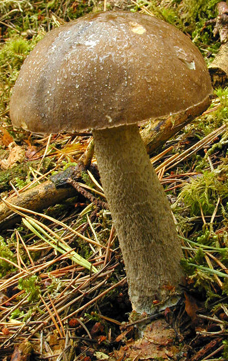 Image de Leccinum cyaneobasileucum Lannoy & Estadès 1991