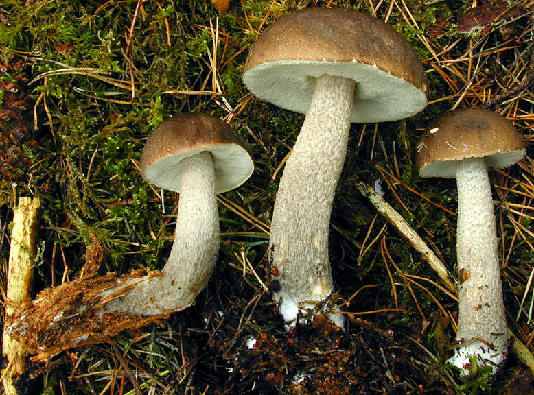 Image of Leccinum cyaneobasileucum Lannoy & Estadès 1991