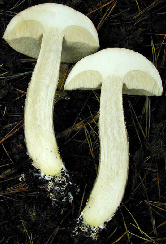 Image of Leccinum cyaneobasileucum Lannoy & Estadès 1991