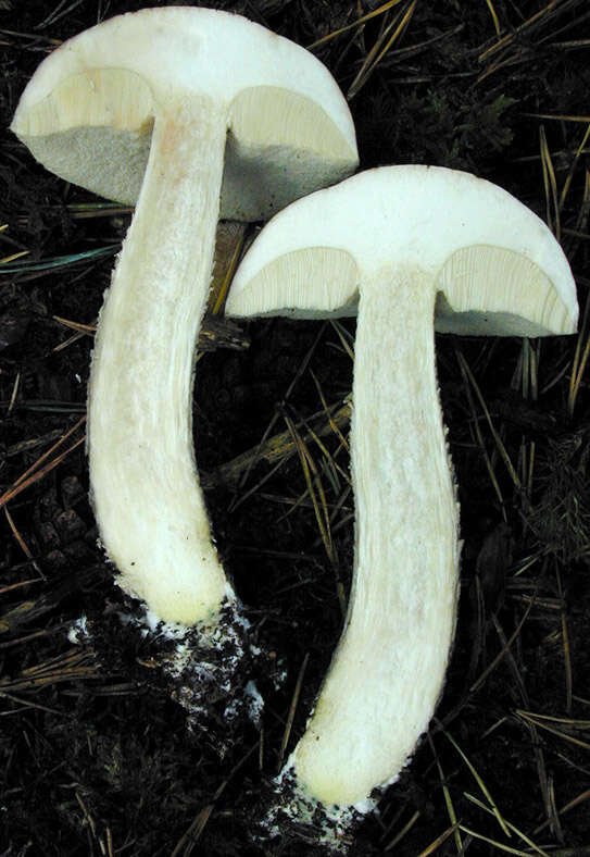 Image of Leccinum cyaneobasileucum Lannoy & Estadès 1991