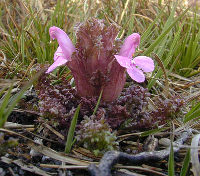 Image of Pedicularis sylvatica subsp. sylvatica