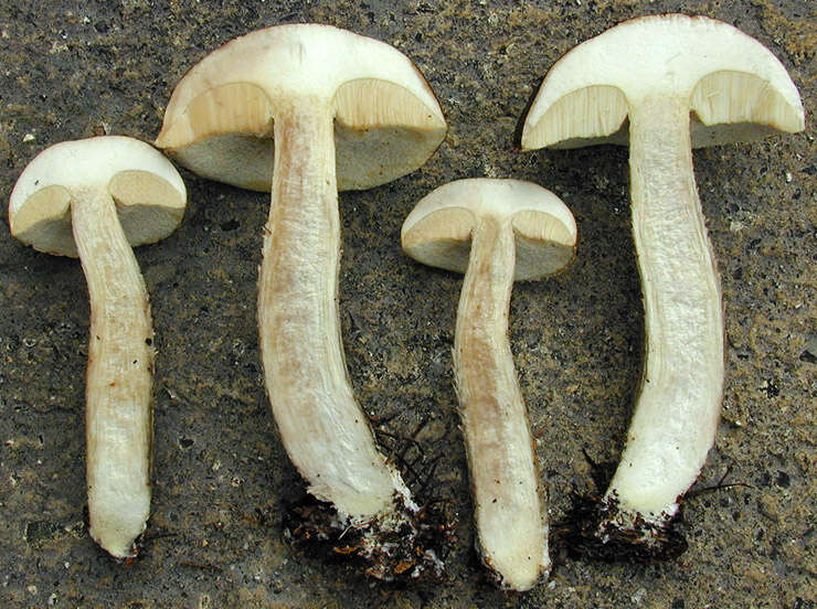 Слика од Leccinum cyaneobasileucum Lannoy & Estadès 1991