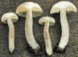 Image of Leccinum cyaneobasileucum Lannoy & Estadès 1991