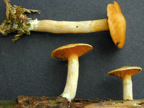 Image of Gymnopilus hybridus (Gillet) Maire 1933