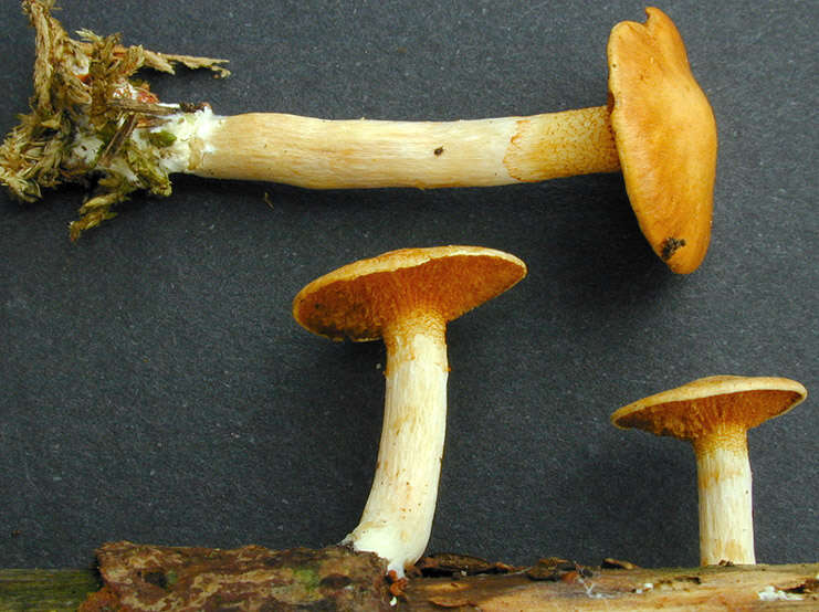 Image de Gymnopilus hybridus (Gillet) Maire 1933