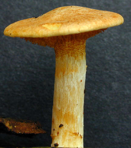 Image de Gymnopilus hybridus (Gillet) Maire 1933