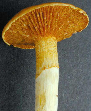 Image of Gymnopilus hybridus (Gillet) Maire 1933