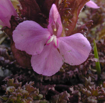 Image of Pedicularis sylvatica subsp. sylvatica