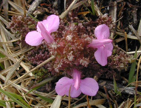 Image of Pedicularis sylvatica subsp. sylvatica