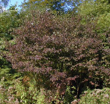 Image of bloodtwig dogwood