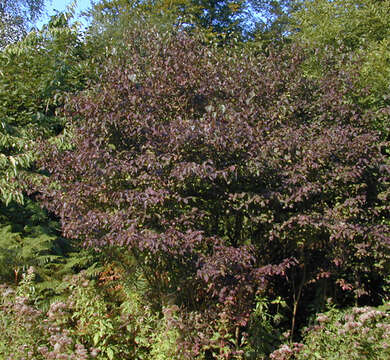 Image of bloodtwig dogwood