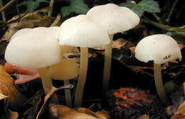 Image of Marasmius wynneae Berk. & Broome 1859