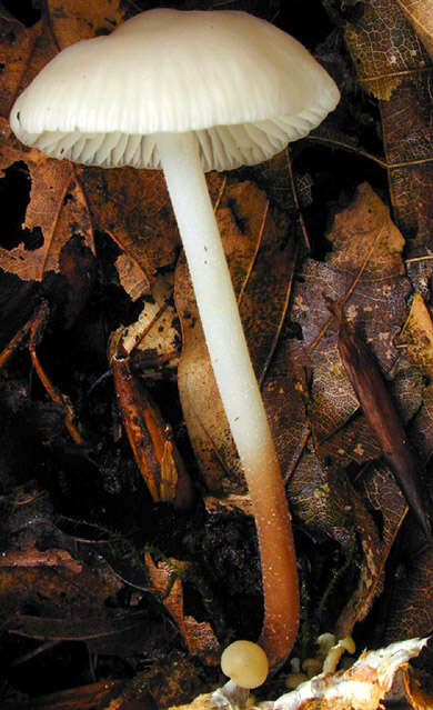 Image of Marasmius wynneae Berk. & Broome 1859