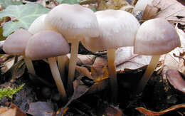 Image of Marasmius wynneae Berk. & Broome 1859