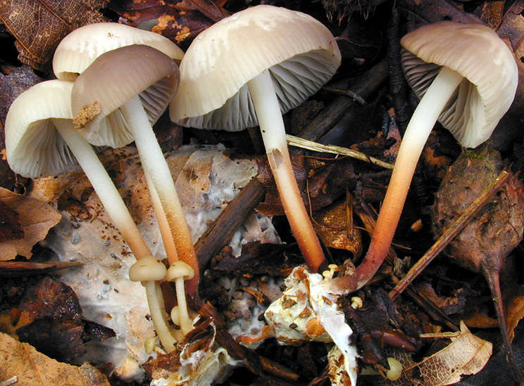 Image of Marasmius wynneae Berk. & Broome 1859