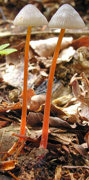 Image of Mycena crocata (Schrad.) P. Kumm. 1871