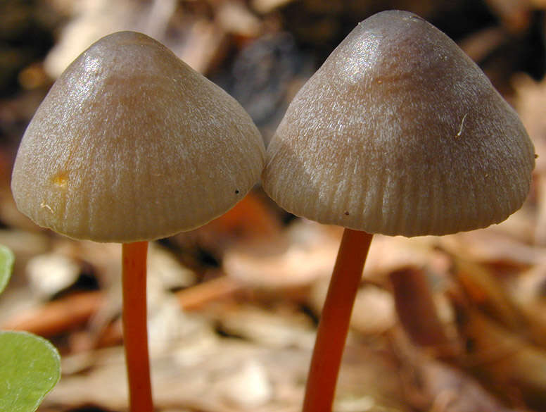 Image of Mycena crocata (Schrad.) P. Kumm. 1871