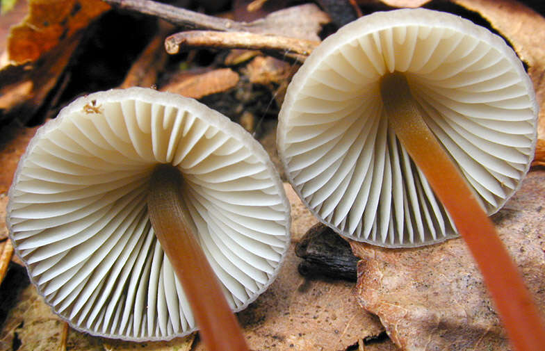 Image of Mycena crocata (Schrad.) P. Kumm. 1871