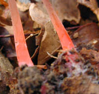 Image of Mycena crocata (Schrad.) P. Kumm. 1871