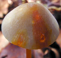 Image of Mycena crocata (Schrad.) P. Kumm. 1871