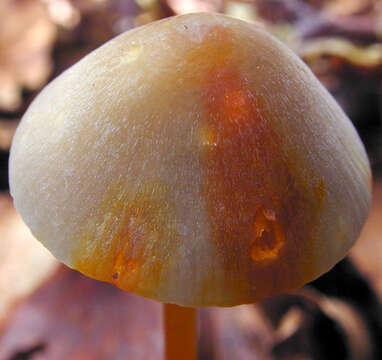 Image of Mycena crocata (Schrad.) P. Kumm. 1871