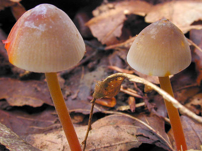 Image of Mycena crocata (Schrad.) P. Kumm. 1871