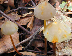 Image of Mycena crocata (Schrad.) P. Kumm. 1871