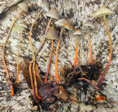 Image of Mycena crocata (Schrad.) P. Kumm. 1871