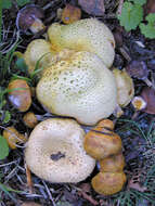 Image of Pseudoboletus parasiticus (Bull.) Šutara 1991