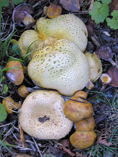 Image of Pseudoboletus parasiticus (Bull.) Šutara 1991