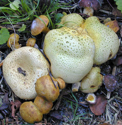 Image of Pseudoboletus parasiticus (Bull.) Šutara 1991