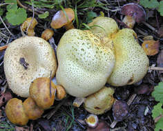 Image of Pseudoboletus parasiticus (Bull.) Šutara 1991