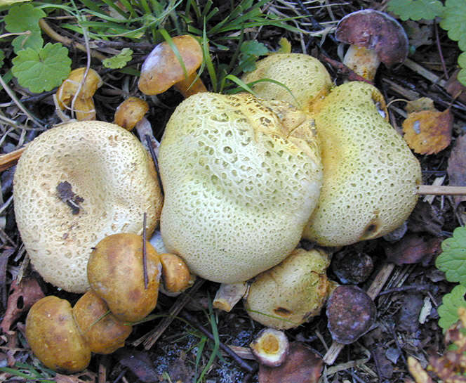 Image of Pseudoboletus parasiticus (Bull.) Šutara 1991