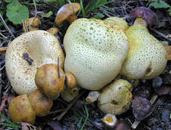 Image of Pseudoboletus parasiticus (Bull.) Šutara 1991