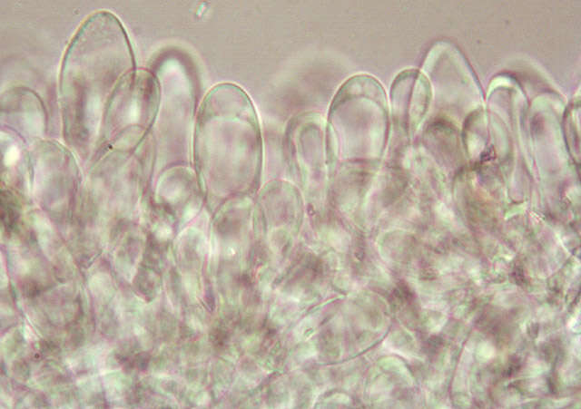 Слика од Pluteus griseoluridus P. D. Orton 1984